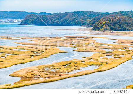 Hokkaido's Bekanbeushi Marshlands - Golden Autumn Marshlands 116697343