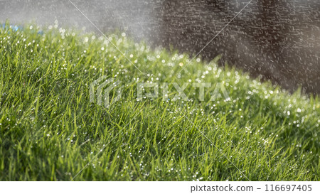 Watering the grass 116697405