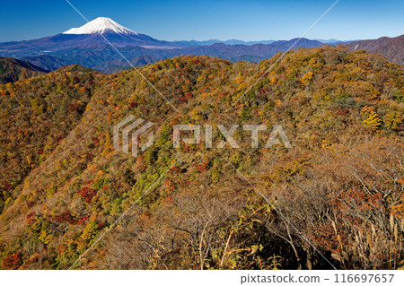 Autumn foliage of Mt. Nabewari in Tanzawa and snow-capped Mt. Fuji Autumn foliage of Mt. Nabewari in Tanzawa and snow-capped Mt. Fuji 116697657