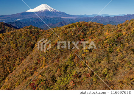 Autumn foliage of Mt. Nabewari in Tanzawa and snow-capped Mt. Fuji Autumn foliage of Mt. Nabewari in Tanzawa and snow-capped Mt. Fuji 116697658