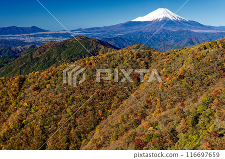 Autumn foliage of Mt. Nabewari in Tanzawa and snow-capped Mt. Fuji 116697659