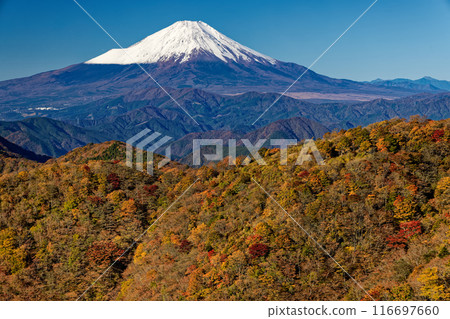 Autumn foliage of Mt. Nabewari in Tanzawa and snow-capped Mt. Fuji 116697660