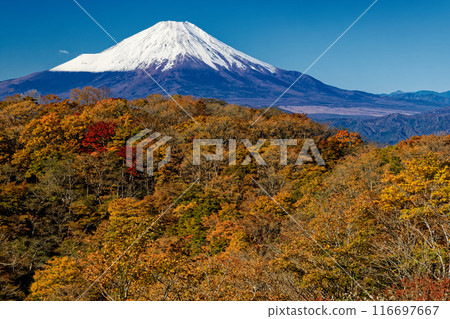 Autumn foliage of Mt. Nabewari in Tanzawa and snow-capped Mt. Fuji 116697667