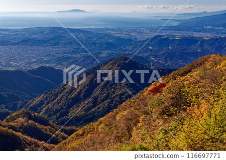 Odawara city and Izu Oshima Island as seen from the autumnal Nabewari mountain ridge 116697771