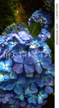 藍色繡球花 116697890