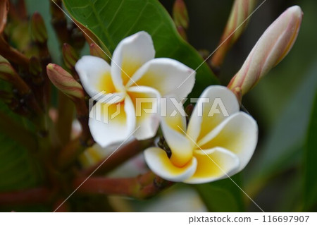 White plumeria flowers and buds White plumeria flowers and buds 116697907