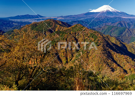 從Tanzawa·Nabeyama山看見的秋葉和富士山的山脈 從Tanzawa·Nabeyama山看見的秋葉和富士山的山脈 116697969