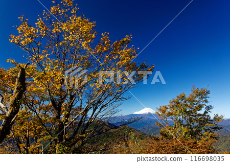 Mt. Fuji seen from Tanzawa and Nabewariyama in autumn colors 116698035