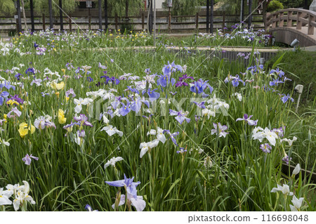 Hanabishi flower Hanabishi flower 116698048