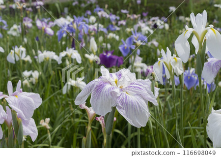 Hanabishi flower Hanabishi flower 116698049