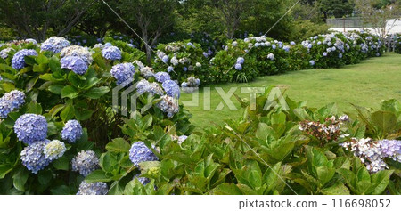 A park filled with blue hydrangeas 116698052
