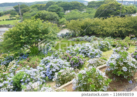 風景與繡球花 風景與繡球花 116698059
