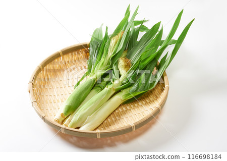 年輕玉米白色背景 116698184