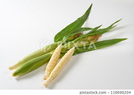 年輕玉米白色背景 116698204