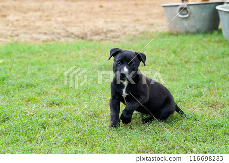 比特犬小狗 比特犬小狗 116698283