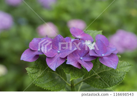 hydrangea flower 116698543