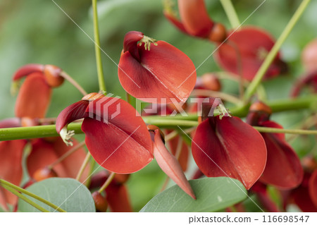 American Flower of Deigo American Flower of Deigo 116698547