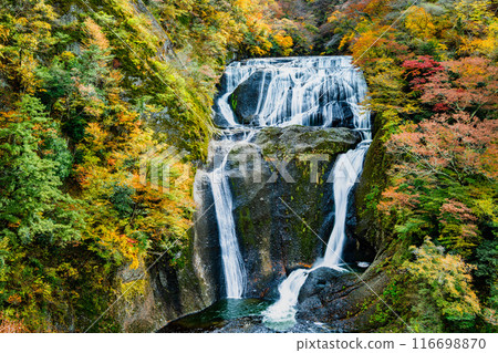 Fukuroda Falls in autumn colors in Ibaraki Fukuroda Falls in autumn colors in Ibaraki 116698870