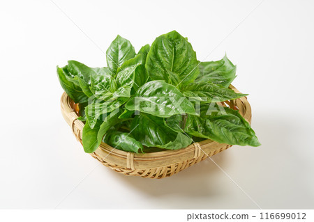 羅勒葉白色背景 116699012
