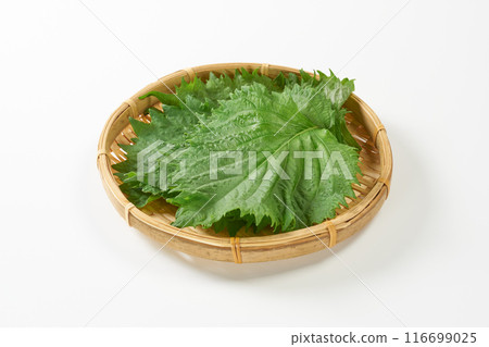 Green shiso leaves on a white background Green shiso leaves on a white background 116699025