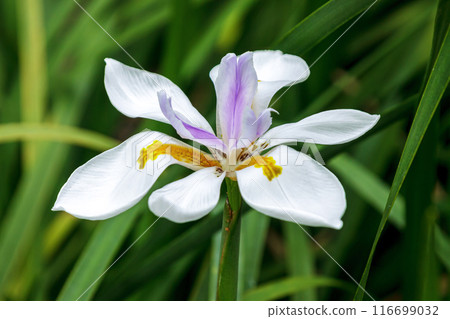 Dietes grandilora flowers are pure white and pure plants. 116699032