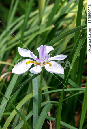 Dietes grandilora flowers are pure white and pure plants. 116699038
