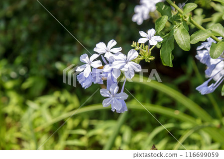 The tip of the flower becomes slightly creeping, and another name for this plant is blue pine. The tip of the flower becomes slightly creeping, and another name for this plant is blue pine. 116699059