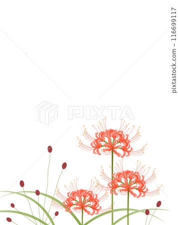紅蜘蛛百合、Goei 和草 116699117
