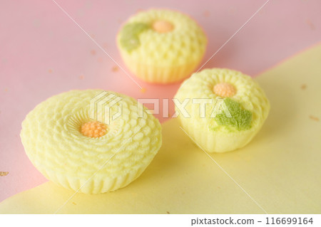 Chrysanthemum Rakugan 116699164