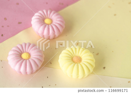 Chrysanthemum Rakugan Chrysanthemum Rakugan 116699171