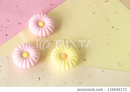 Chrysanthemum Rakugan Chrysanthemum Rakugan 116699172