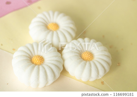 Chrysanthemum Rakugan 116699181