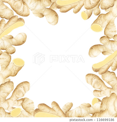Watercolor ginger roots square frame watercolor illustration isolated on white background in pastel beige colors for label and logo designs. Horseradish spicy vegetable template with copy space 116699186