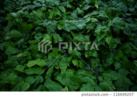 雨淋濕了 116699207