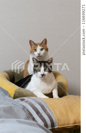 Two cats looking at you in the same pose 116699271