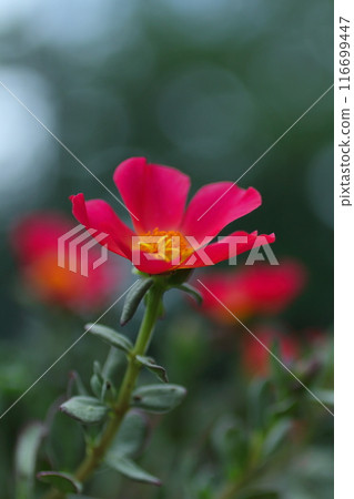 Red Matsuba Button Flower Red Matsuba Button Flower 116699447