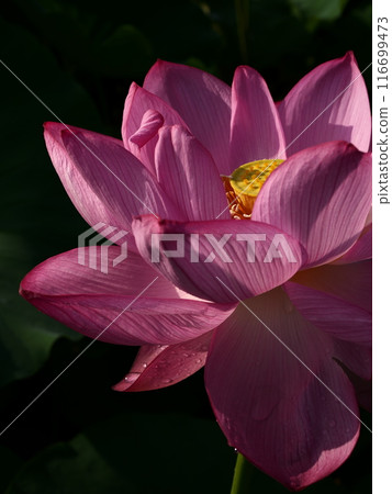蓮花 蓮花 116699473
