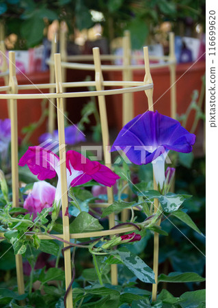 Morning glory Morning glory 116699620