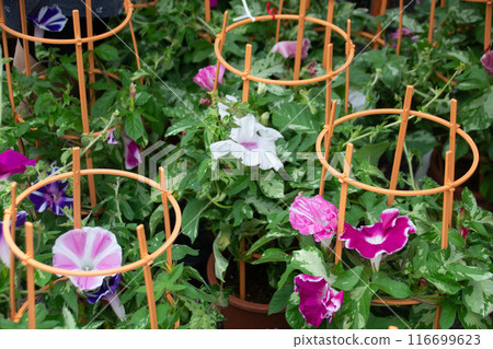 Morning glory Morning glory 116699623