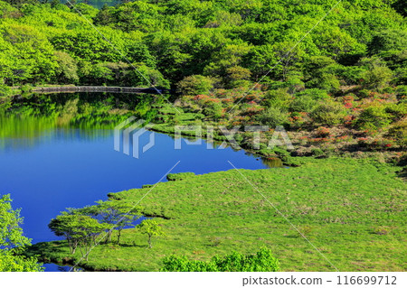 Kakumanbuchi Falls with blooming azaleas and fresh greenery (from Torii Pass) 116699712