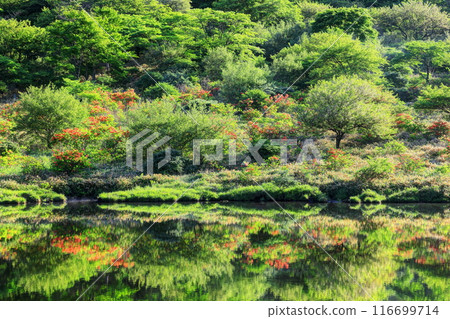 黃耆杜鵑花盛開的新綠地“角滿淵” 黃耆杜鵑花盛開的新綠地“角滿淵” 116699714