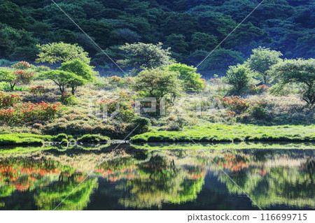 黃耆杜鵑花盛開的新綠地“角滿淵” 黃耆杜鵑花盛開的新綠地“角滿淵” 116699715