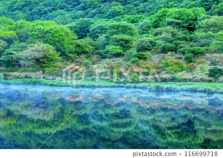 Kakumanbuchi, where azaleas bloom and the leaves are fresh Kakumanbuchi, where azaleas bloom and the leaves are fresh 116699718