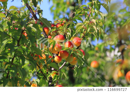 許多成熟的李子果實 116699727