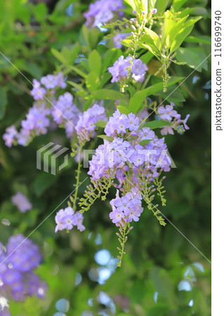 Light purple Duranta flower Light purple Duranta flower 116699740