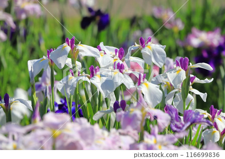 Horikiri Gion五顏六色的花蕾 Horikiri Gion五顏六色的花蕾 116699836