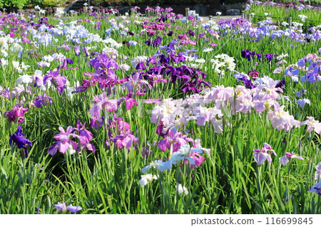 Horikiri Gion五顏六色的花蕾 116699845