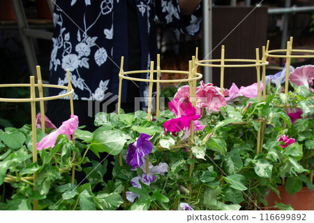 Morning glory Morning glory 116699892