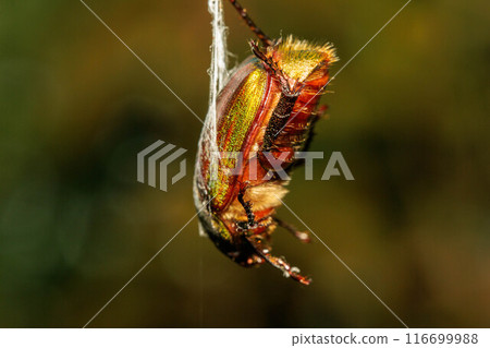 卡納文被蜘蛛絲纏住，無法動彈。 116699988