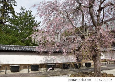 Cherry blossoms bloom at Karamon Gate of Kenchoji Temple in Kamakura Cherry blossoms bloom at Karamon Gate of Kenchoji Temple in Kamakura 116700206